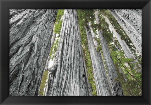 Framed Redwoods Forest IV BW with Color Print