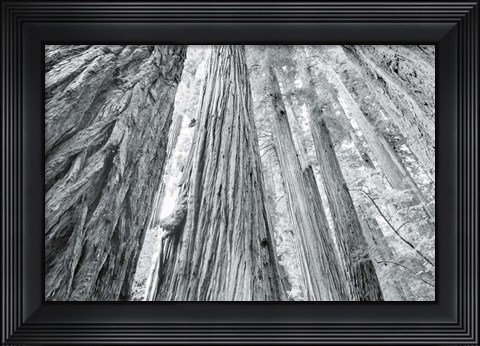 Framed Redwoods Forest IV BW Print