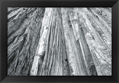 Framed Redwoods Forest IV BW Print