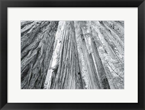 Framed Redwoods Forest IV BW Print