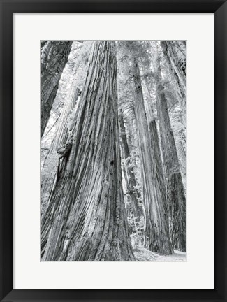 Framed Redwoods Forest III BW Print