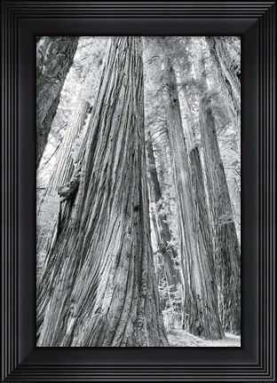 Framed Redwoods Forest III BW Print