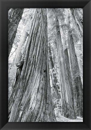 Framed Redwoods Forest III BW Print