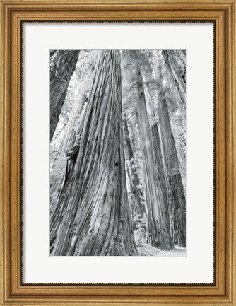 Framed Redwoods Forest III BW Print