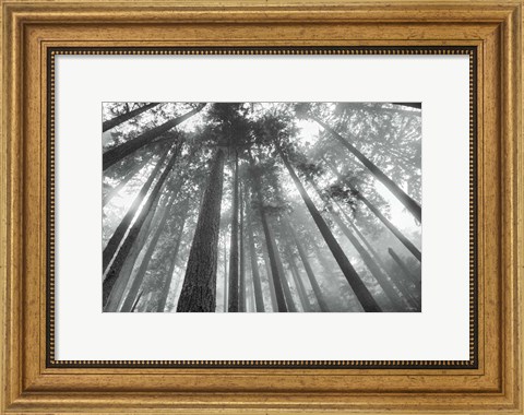 Framed Fir Trees III BW Print