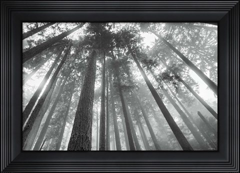 Framed Fir Trees III BW Print
