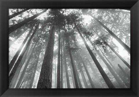 Framed Fir Trees III BW Print