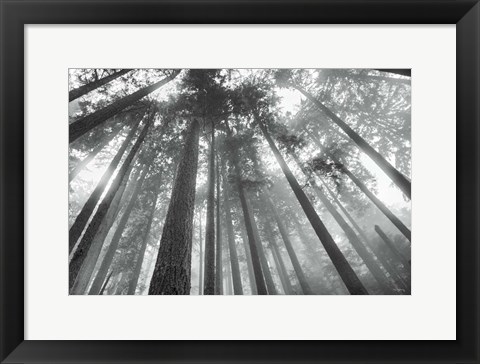 Framed Fir Trees III BW Print