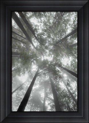 Framed Fir Trees I Bright Print