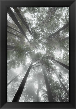 Framed Fir Trees I Bright Print