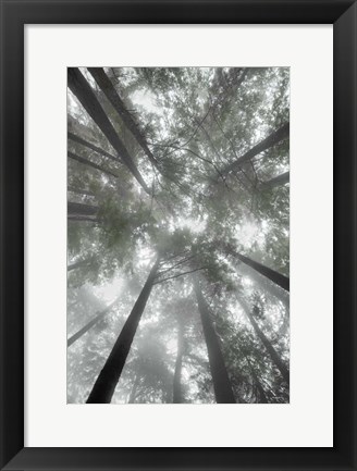 Framed Fir Trees I Bright Print