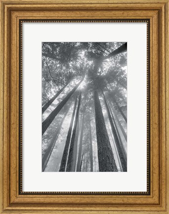 Framed Fir Trees II BW Print