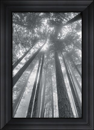 Framed Fir Trees II BW Print