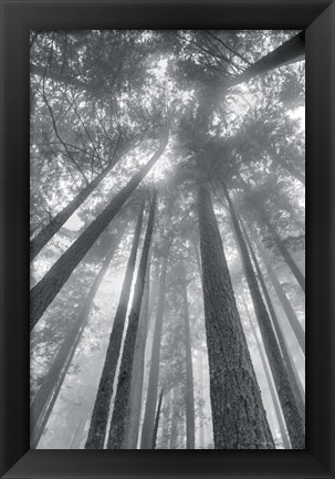 Framed Fir Trees II BW Print