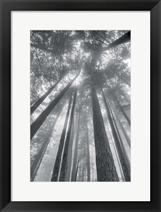 Framed Fir Trees II BW Print