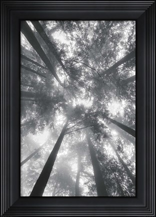 Framed Fir Trees I BW Print