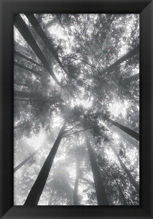 Framed Fir Trees I BW Print