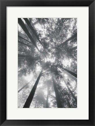 Framed Fir Trees I BW Print