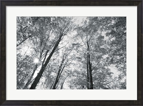 Framed Autumn Forest III BW Print