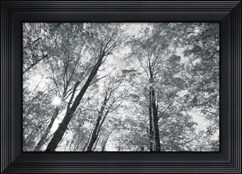 Framed Autumn Forest III BW Print