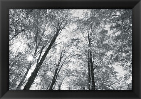 Framed Autumn Forest III BW Print