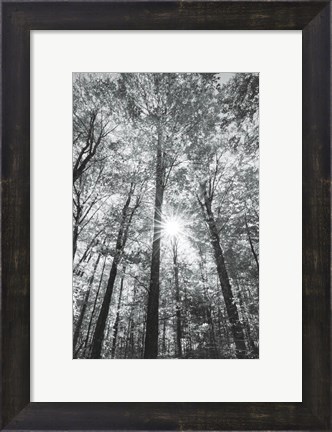 Framed Autumn Forest I BW Print