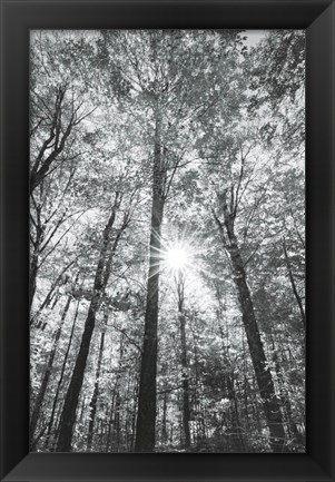 Framed Autumn Forest I BW Print