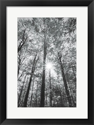 Framed Autumn Forest I BW Print