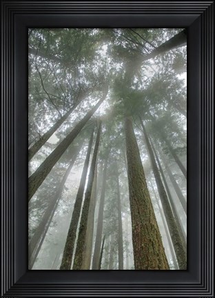 Framed Fir Trees II Print