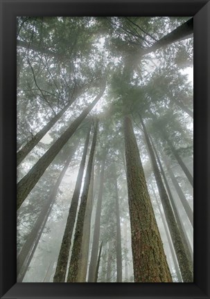 Framed Fir Trees II Print