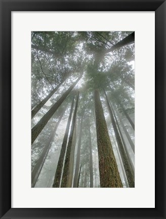 Framed Fir Trees II Print