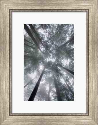 Framed Fir Trees I Print