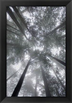 Framed Fir Trees I Print