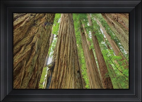 Framed Redwoods Forest IV Print