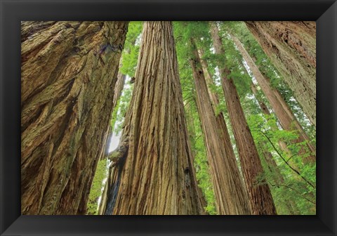 Framed Redwoods Forest IV Print