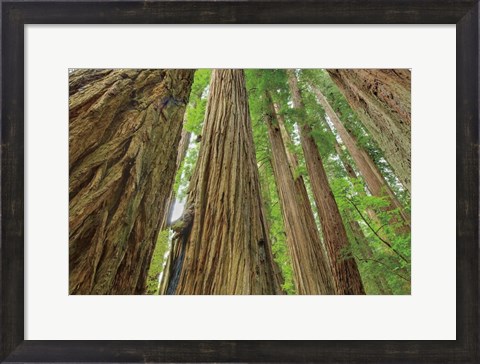 Framed Redwoods Forest IV Print