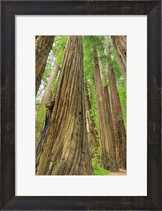 Framed Redwoods Forest III Print