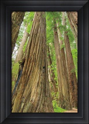 Framed Redwoods Forest III Print