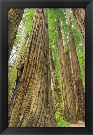 Framed Redwoods Forest III Print