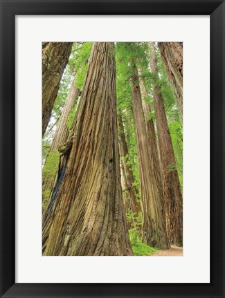 Framed Redwoods Forest III Print