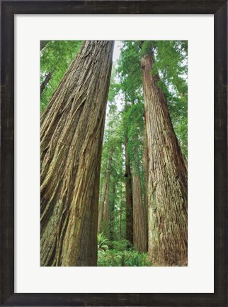 Framed Redwoods Forest II Print