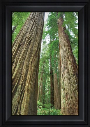 Framed Redwoods Forest II Print