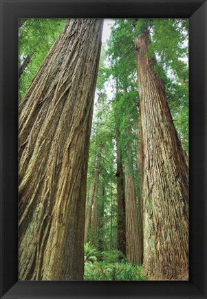 Framed Redwoods Forest II Print