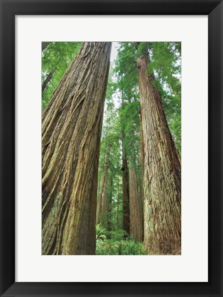 Framed Redwoods Forest II Print