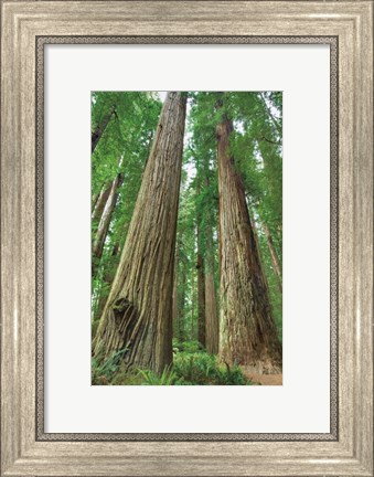Framed Redwoods Forest I Print