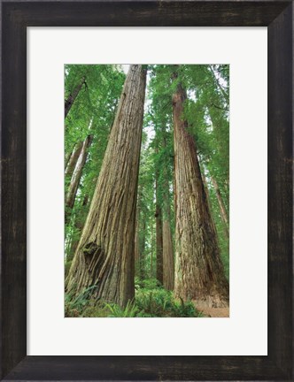 Framed Redwoods Forest I Print