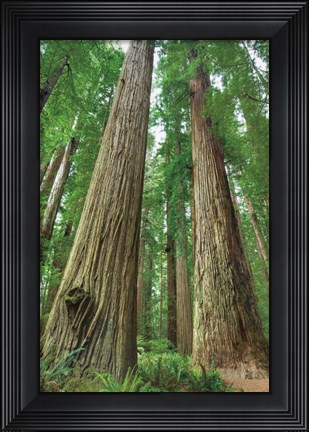 Framed Redwoods Forest I Print