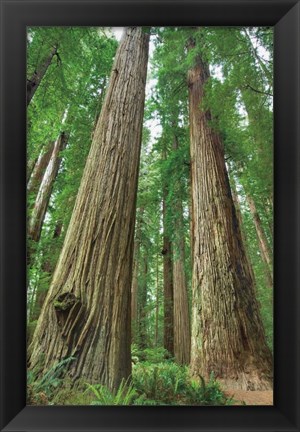 Framed Redwoods Forest I Print