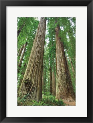 Framed Redwoods Forest I Print