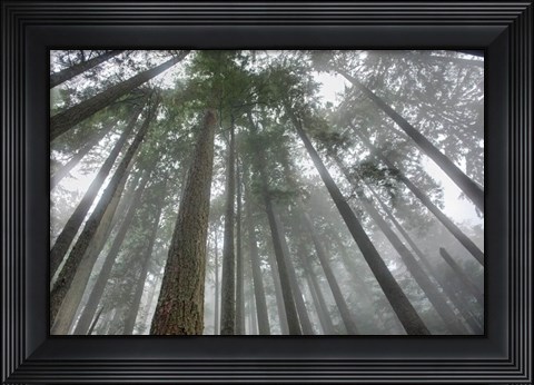 Framed Fir Trees III Print